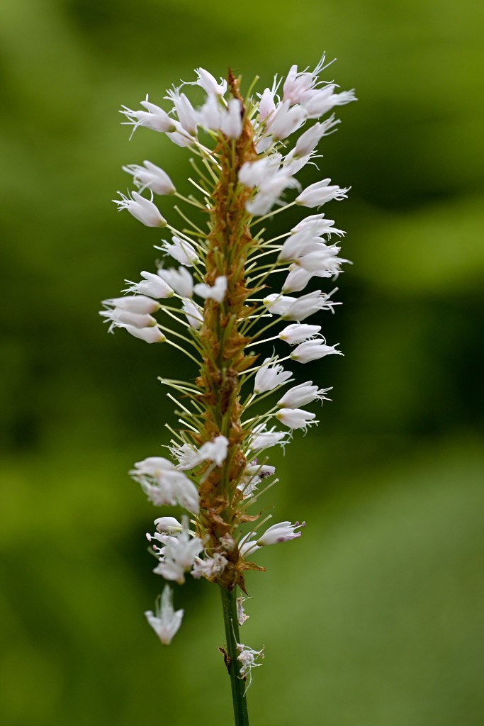 ardennen belgie natuur natuurgebied bos bossen eifel gebergte wandelen fietsen kanoen kasteel hdr hdr